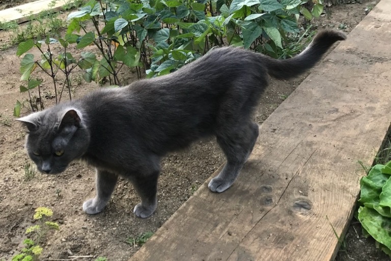 Alerta de Desaparición Gato Hembra , 16 años Saint-Pierre-en-Auge Francia