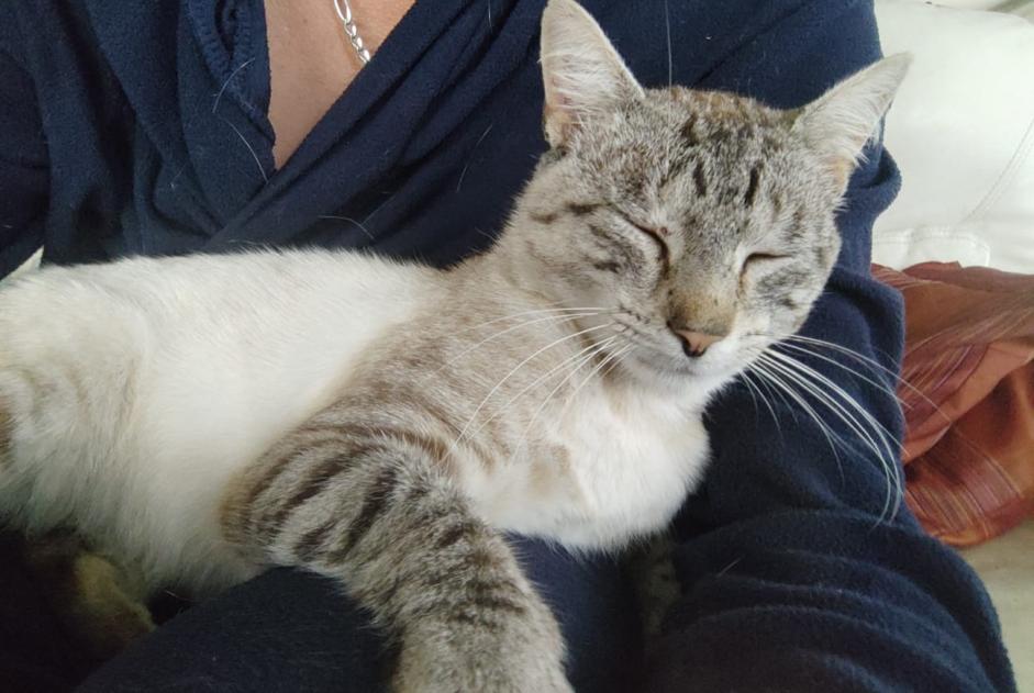 Alerta de Desaparición Gato cruce Macho , 3 años Bernay Francia