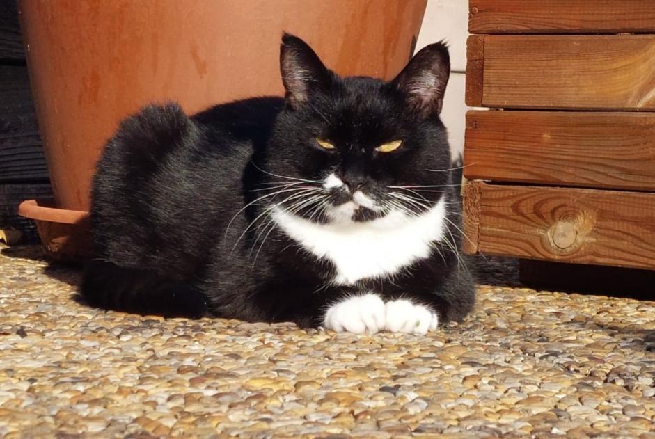 Alerta de Desaparición Gato  Macho , 10 años Aydat Francia