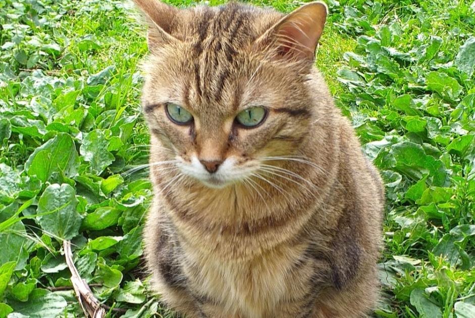 Alerte Disparition Chat Femelle , 8 ans Estrées France