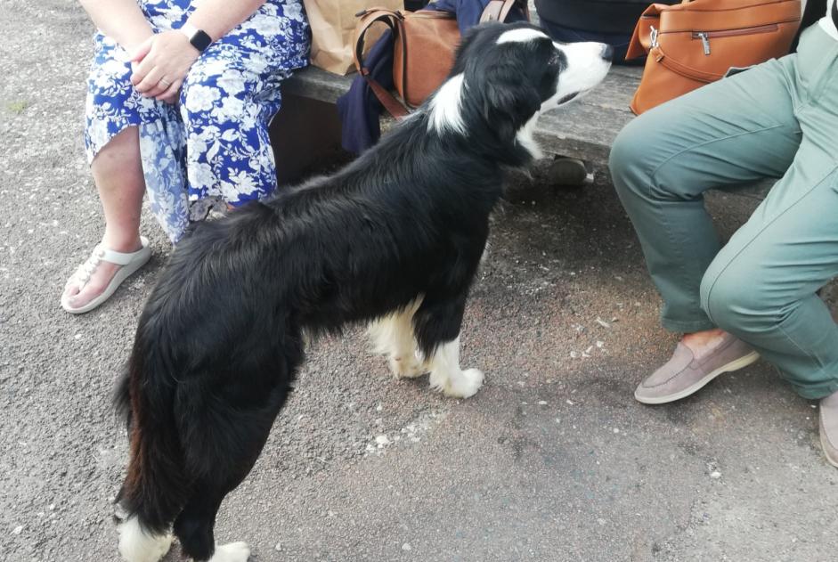 Alerte Découverte Chien  Mâle Pays-de-Belvès France