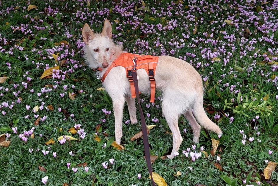 Vermësstemeldung Hond  Weiblech , 8 joer Saint-Cybranet France