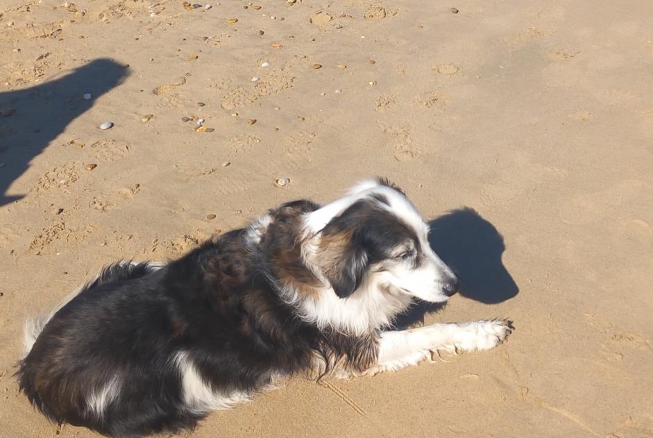 Alerta desaparecimento Cão cruzamento Fêmea , 12 anos Bourdeilles France